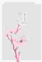 Osterkarte "Bloom" DIN A6 Klappkarte rosa mit Kirschblütenzweig