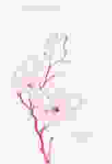 Osterkarte Bloom A6 Klappkarte hoch rosa mit Kirschblütenzweig