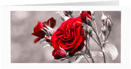 Trauerkarte Rosenknospe lange Klappkarte quer weiss