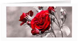 Danksagungskarte Trauer Rosenknospe lange Klappkarte quer weiss