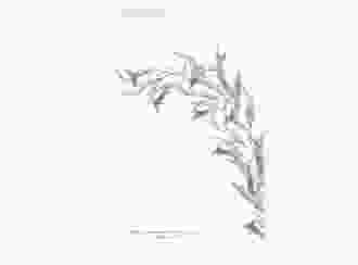 Menükarte Hochzeit Eucalyptus Green A5 Klappkarte hoch weiss