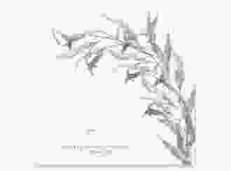 Gästebuch Creation Hochzeit Eucalyptus Green 20 x 20 cm, Hardcover weiss