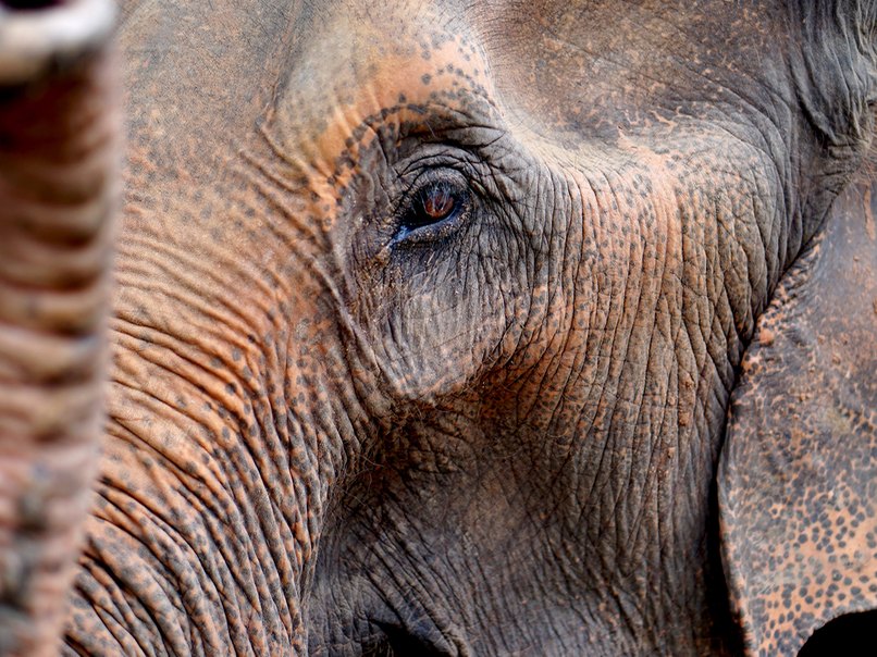 Elefanten-Streicheln in Chiang Mai. Elefanten-Streicheln in Chiang Mai.