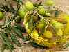 Olivenöl hilft bei schnellerer Wundheilung