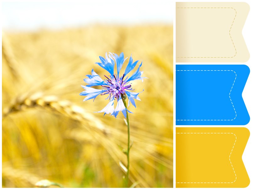 Kornblumenblaue Akzente auf goldenem Hintergrund. Eine edle Farbkombination für die Hochzeit