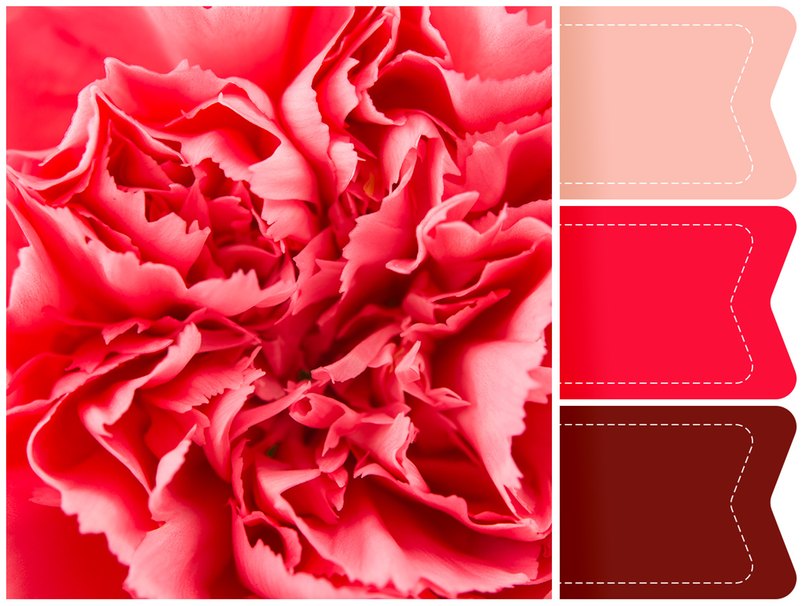 Rote Nelken überzeugen durch die knalligen Farben