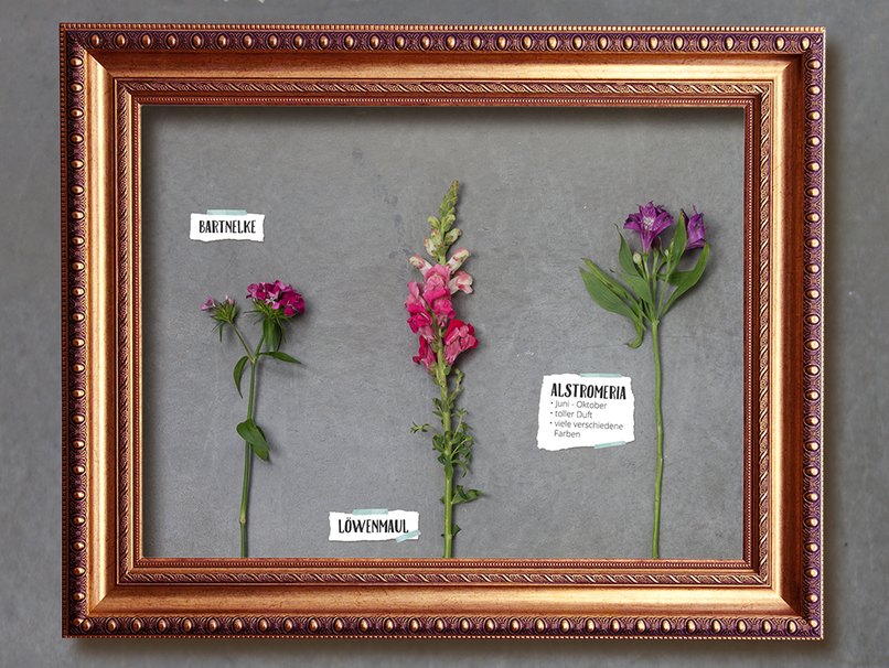 Typische Sommerblumen sind Löwenmaul, Bartnelke und Alstromeria Typische Sommerblumen sind Löwenmaul, Bartnelke und Alstromeria