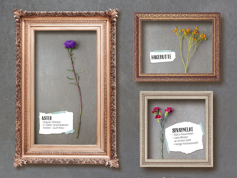 Astern bekommt man im Herbst sogar in leuchtendem Blau