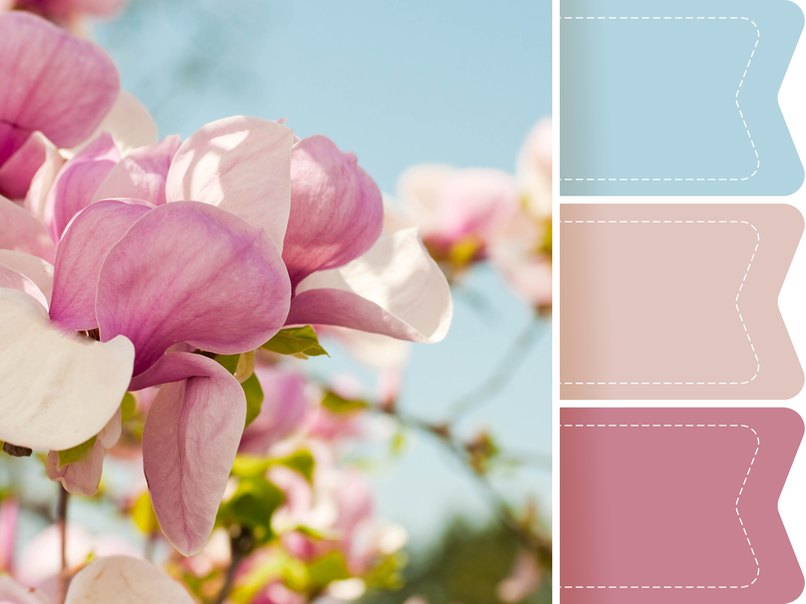 Magnolien erstrahlen in zartem Rosa. Magnolien erstrahlen in zartem Rosa.
