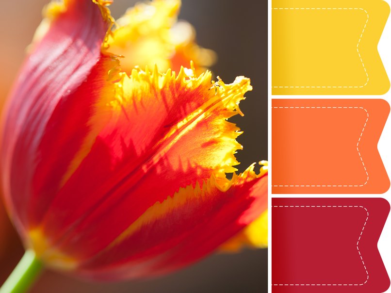 Tulpen bringen feurige Farbe auf die Hochzeit. Tulpen bringen feurige Farbe auf die Hochzeit.