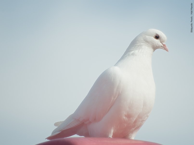 Tauben fliegen lassen soll den Ehepaar Glück bringen.