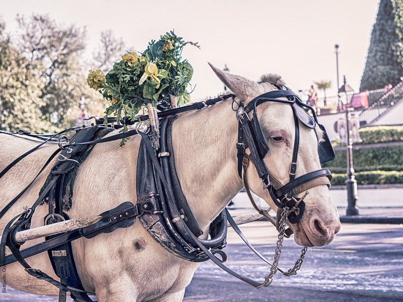 Mit der Hochzeitskutsche geht es zur Hochzeitslocation.